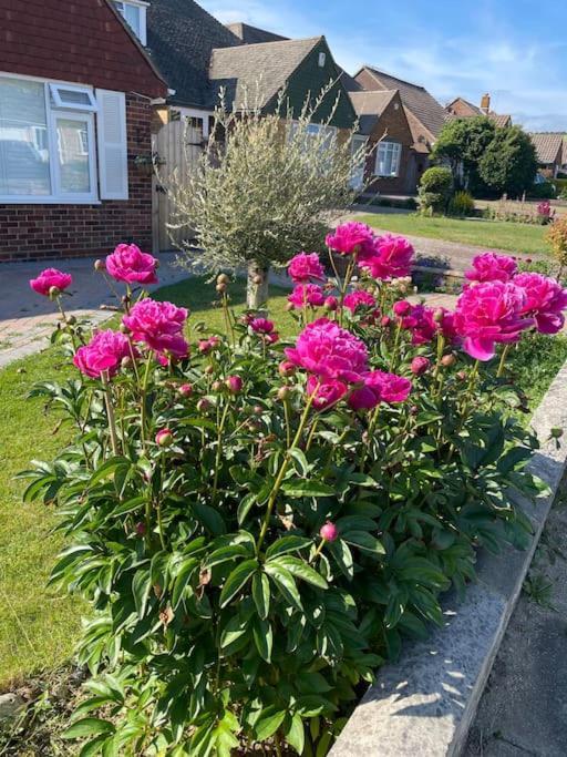 Rooms In A Beautiful House With Free On St Parking Brighton Eksteriør bilde